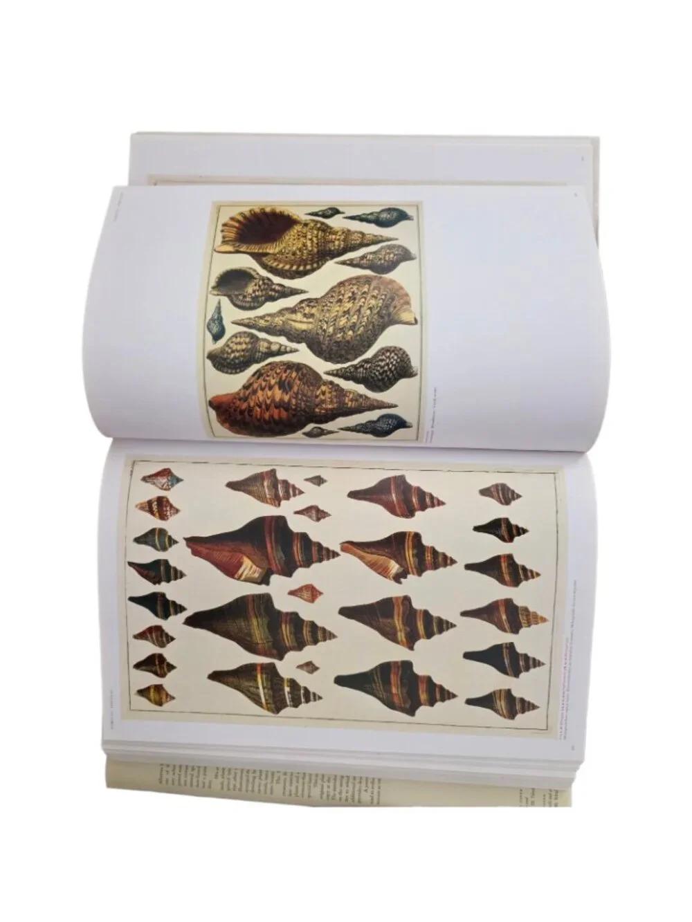 Albertus Seba 1st Ed 2006 Cabinet of Natural Curiosities Natural History HC w/DJ